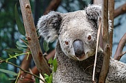 Koala