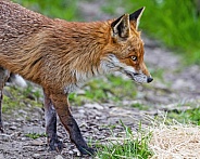 Red fox walking