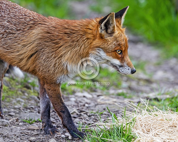 Red fox walking Red fox walking