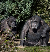 Chimpanzee (Pan troglodytes) - Zambia