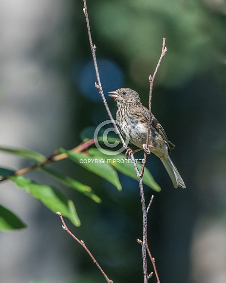 Fledgling Dark-eyed Junco in Alaska Fledgling Dark-eyed Junco in Alaska