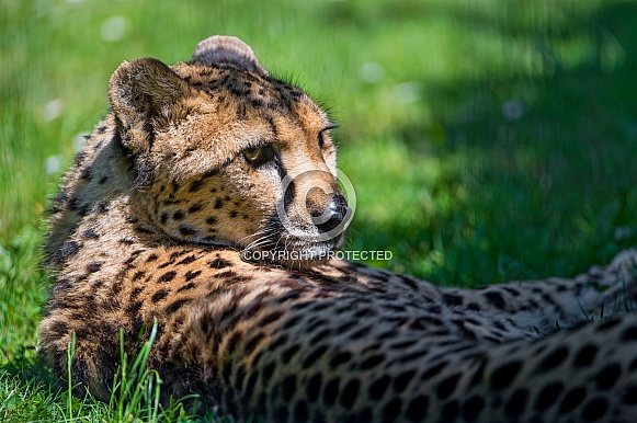 Cheetah resting, Dappled Light. Cheetah resting, Dappled Light.