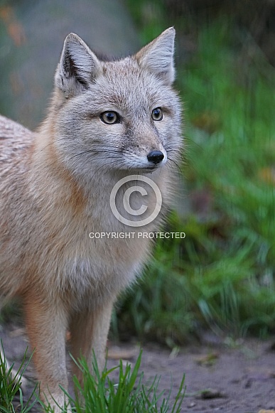 Corsac Fox Corsac Fox