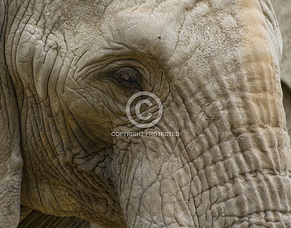 African Elephant African Elephant