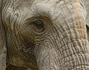 African Elephant