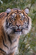 Sumatran Tigress(Panthera Tigris Sumatrae)
