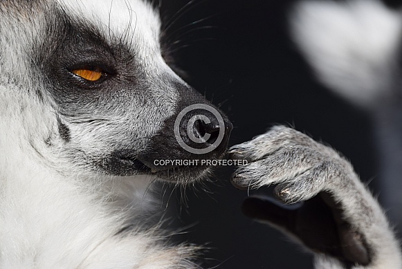 Ring-tailed Lemur