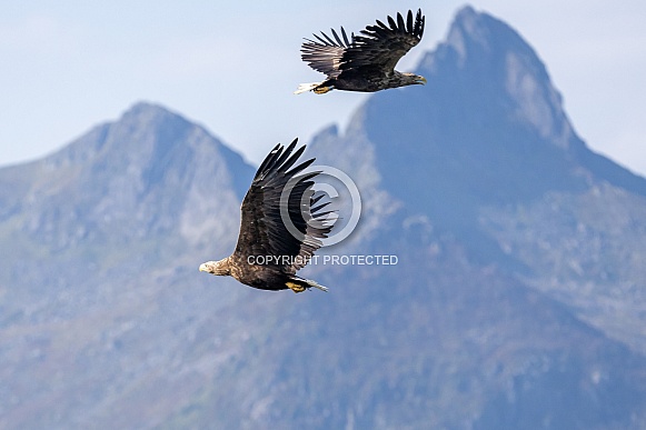 White tailed eagle or European Eagle