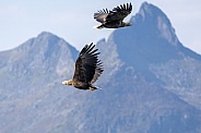 White tailed eagle or European Eagle