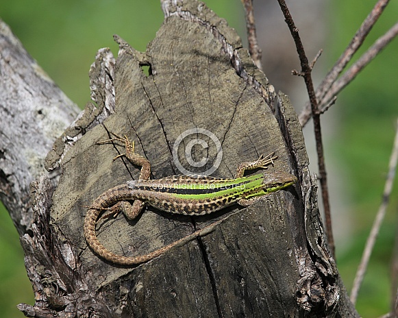 Italian Wall Lizard Italian Wall Lizard