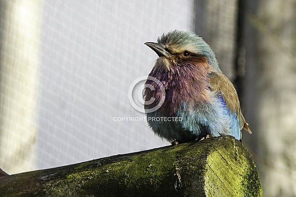 Lilac Breasted Roller Bird Perched