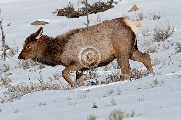 Elk calf in snow
