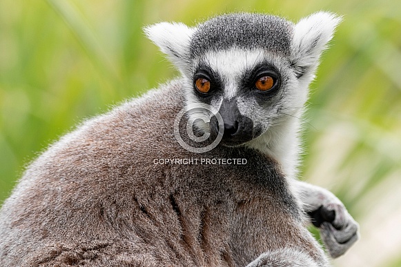 Ring Tailed Lemur Close Up