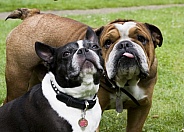 French Bulldog and British Bulldog