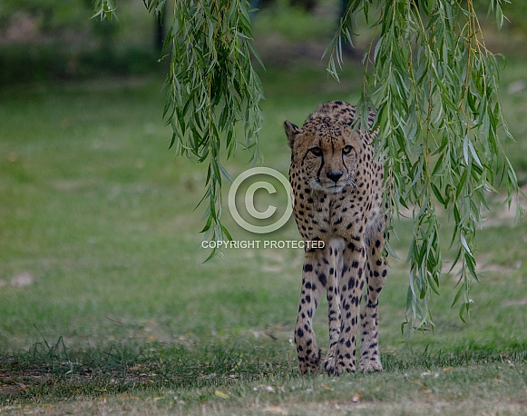 Cheetah Cheetah