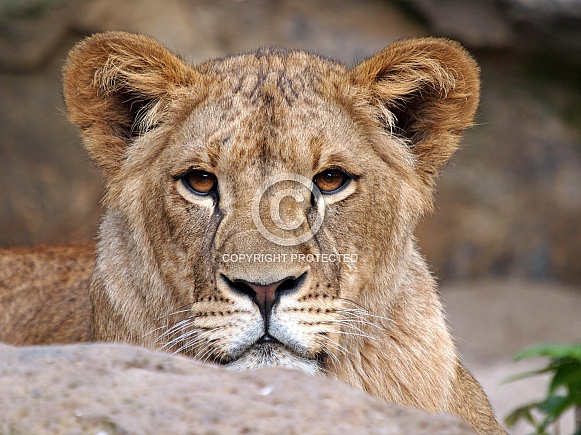 Lion (Panthera Leo) Lion (Panthera Leo)