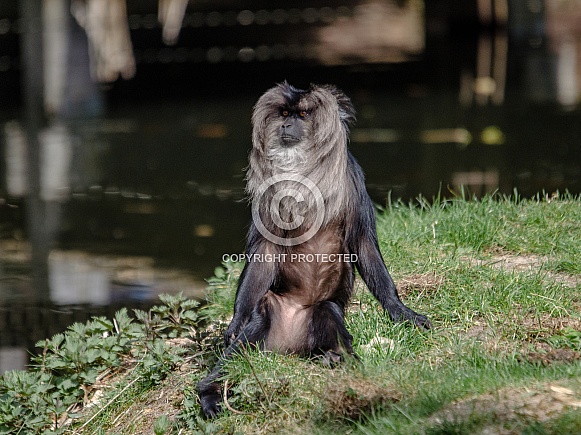 Lion-tailed Macaque