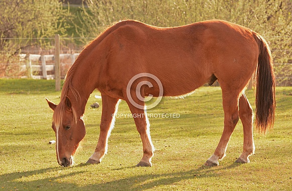 Horse grazing