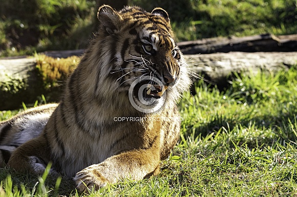 Sumatran Tiger Lying Down Snarling