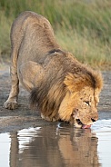 Lion drinking water with a reflection