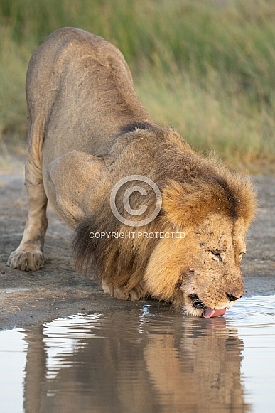 Lion drinking water with a reflection Lion drinking water with a reflection