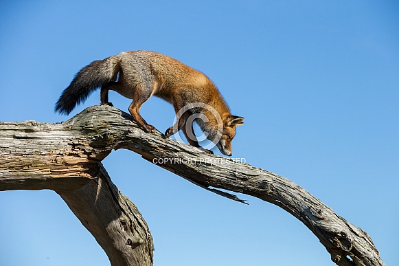 Red fox Red fox
