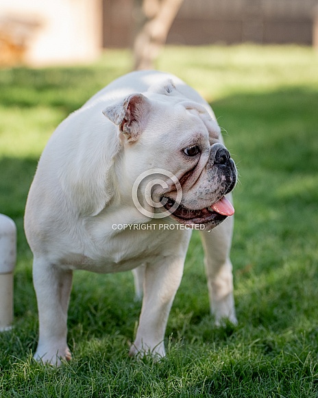 English bulldog posing in profile English bulldog posing in profile