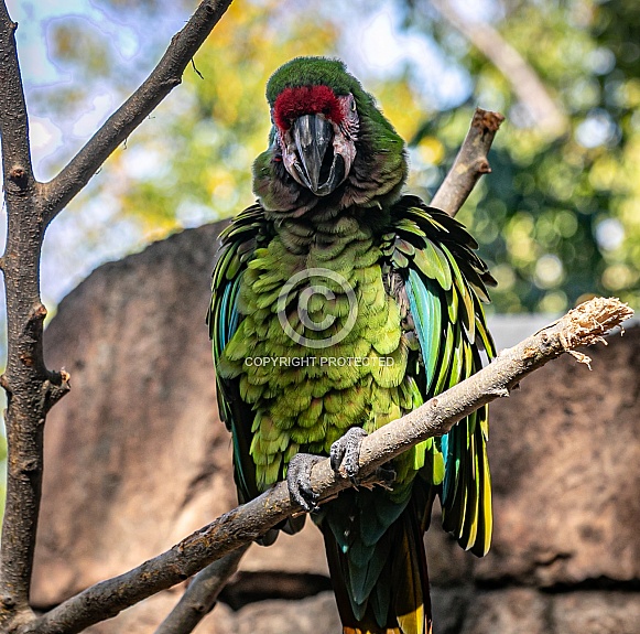 Green Military Macaw parrot