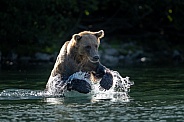 Brown bear fishing in a lake