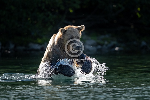 Brown bear fishing in a lake