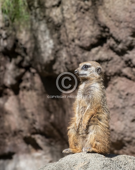 Meerkat Meerkat