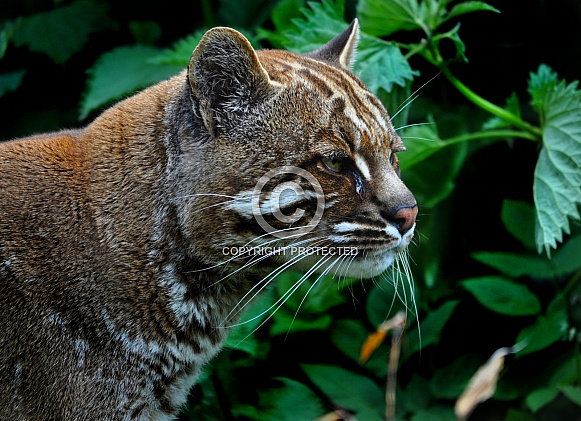 Asian Golden Cat (Catopuma temminckii)