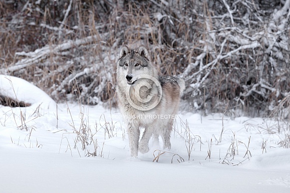 Grey Wolf