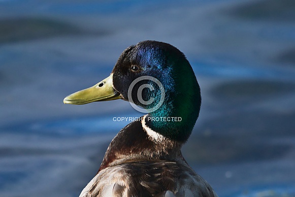 Male Mallard Duck Close-up