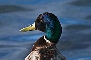 Male Mallard Duck Close-up