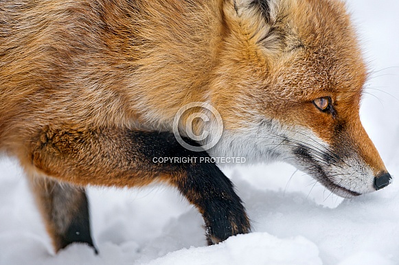 Red Fox Red Fox
