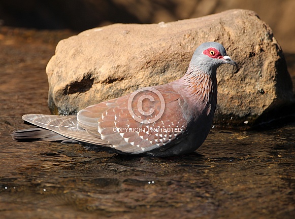 Rock pigeon