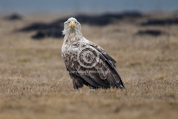 White tailed eagle or European Eagle