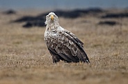 White tailed eagle or European Eagle