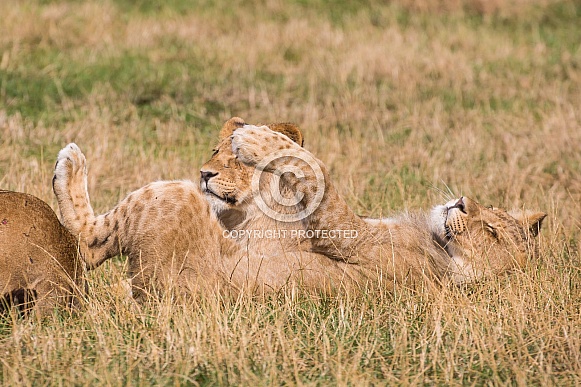 African Lion Cubs African Lion Cubs