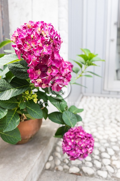 Pretty Pink Hydrangea