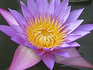 Blue water lily/Nymphaea stellata