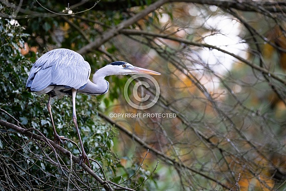 grey heron grey heron