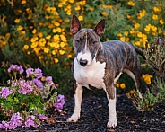 Miniature bull terrier in the garden
