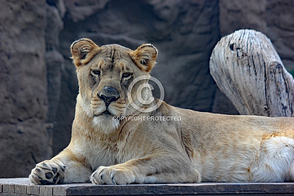 African Lion