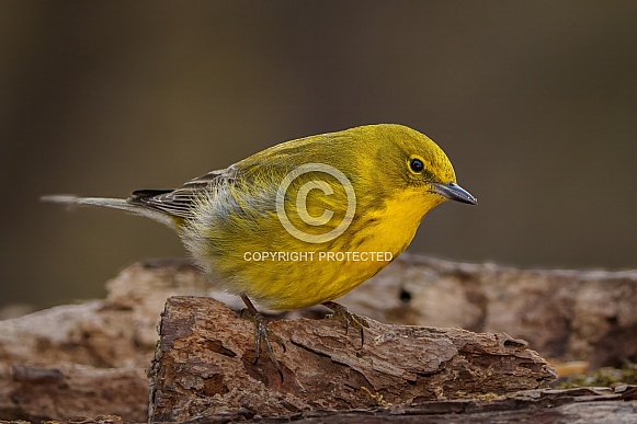 Pine Warbler