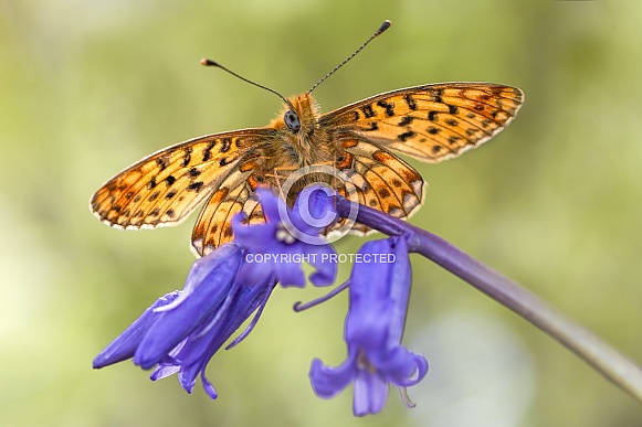 Peal Bordered Fritillary underwing