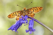Peal Bordered Fritillary underwing