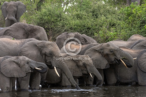 African Elephant (Loxodonta africana) - Botswana