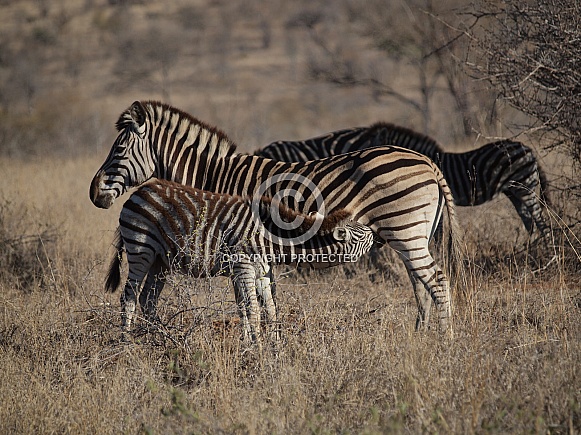 Burchell's (Plains) Zebras Burchell's (Plains) Zebras